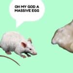 DIBNËYLÄMD: The Easter Eggquinox Eggstravaganza!