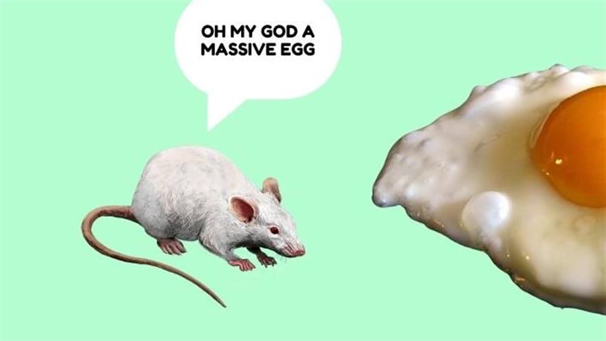 DIBNËYLÄMD: The Easter Eggquinox Eggstravaganza!